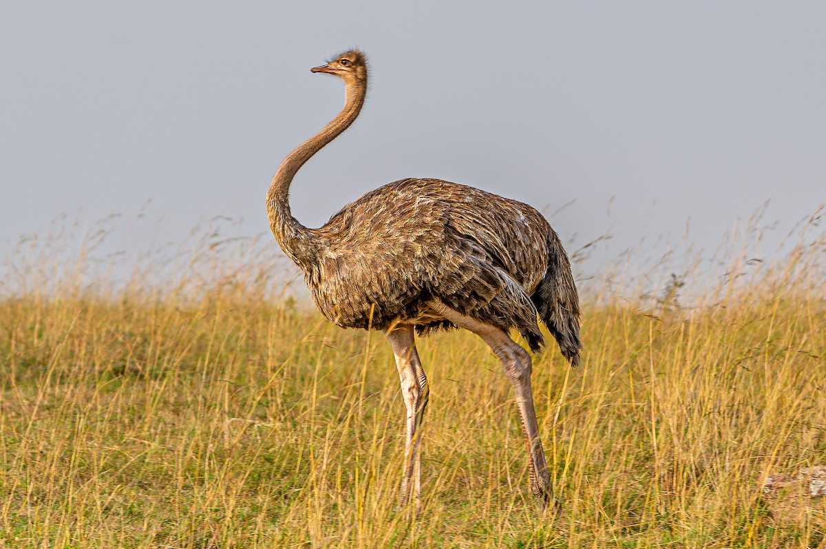 Common Ostrich - ML645012389
