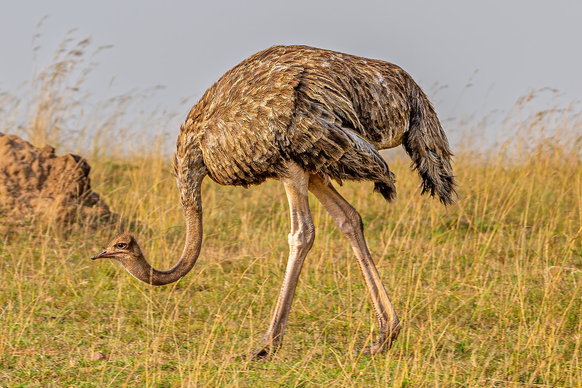 Common Ostrich - ML645012390