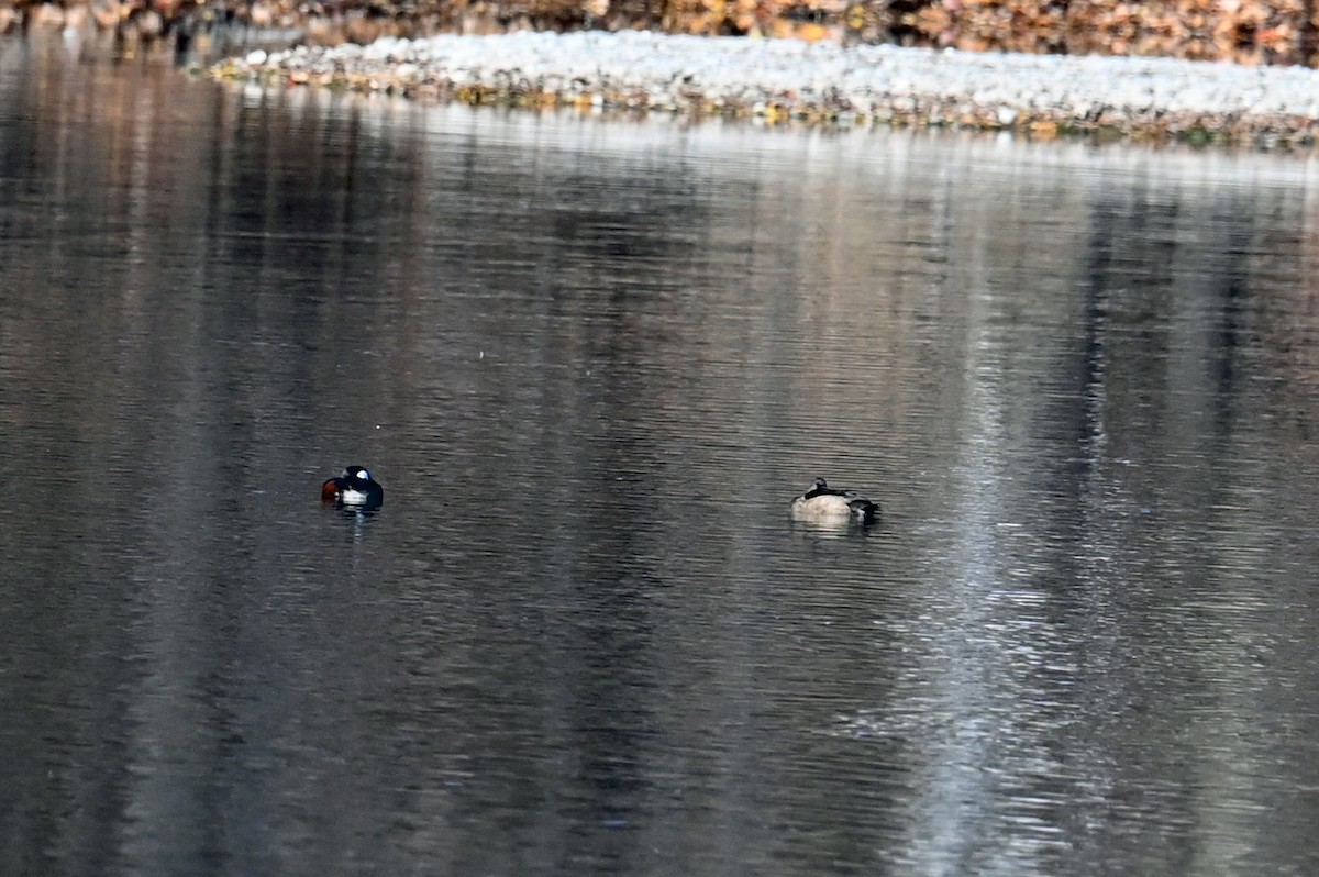 Hooded Merganser - ML645012414