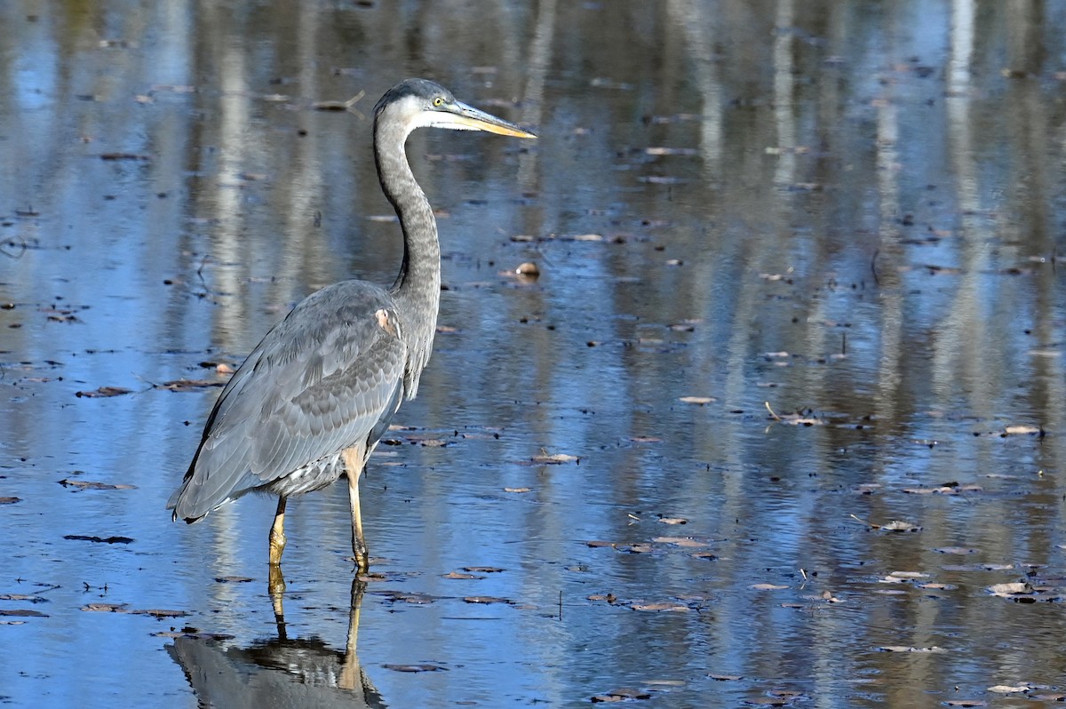 Great Blue Heron - ML645012417