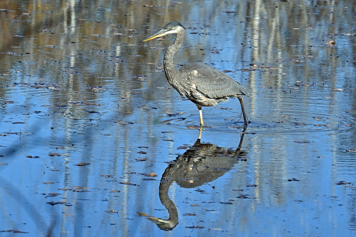 Great Blue Heron - ML645012418