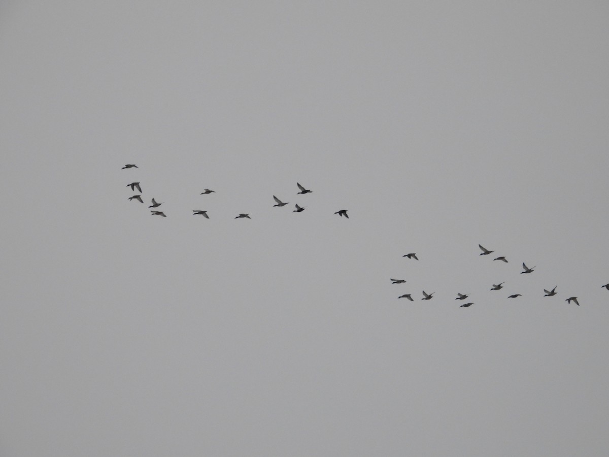 Ahate iluna - ML645012422