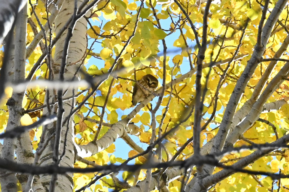 Northern Saw-whet Owl - ML645012425