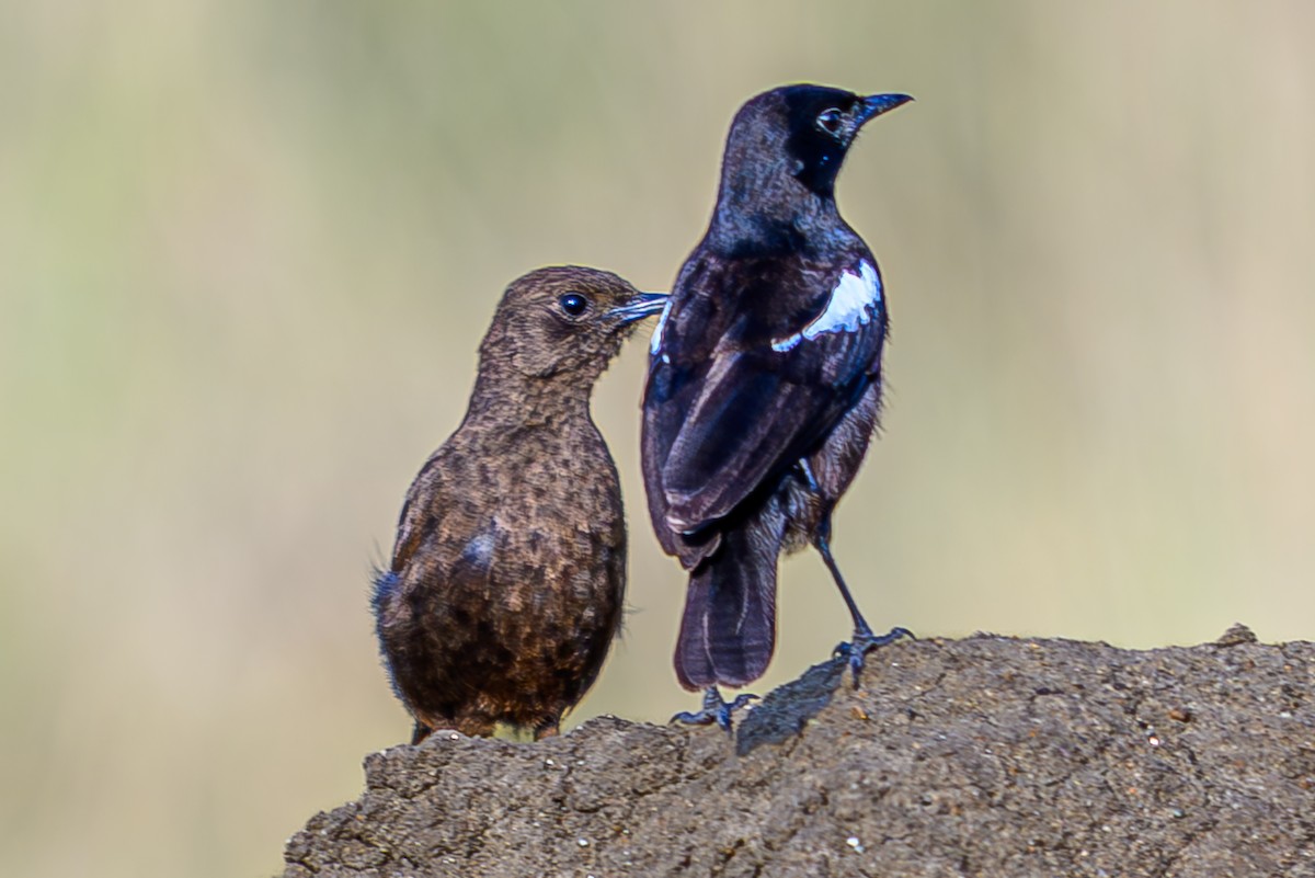 Sooty Chat - ML645012439