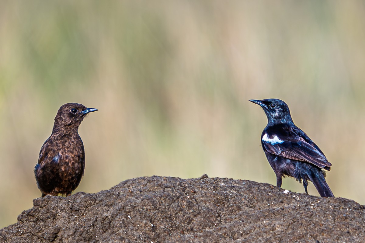 Sooty Chat - ML645012440