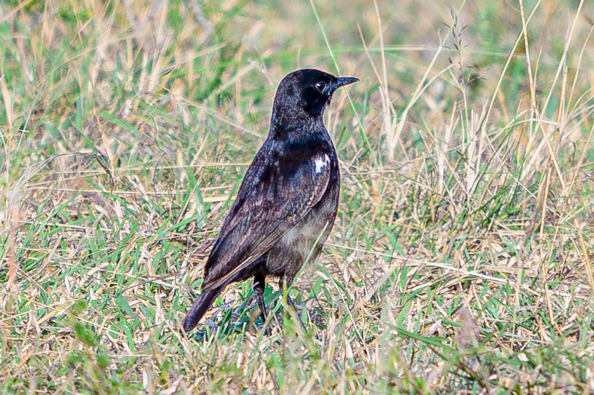 Sooty Chat - ML645012441