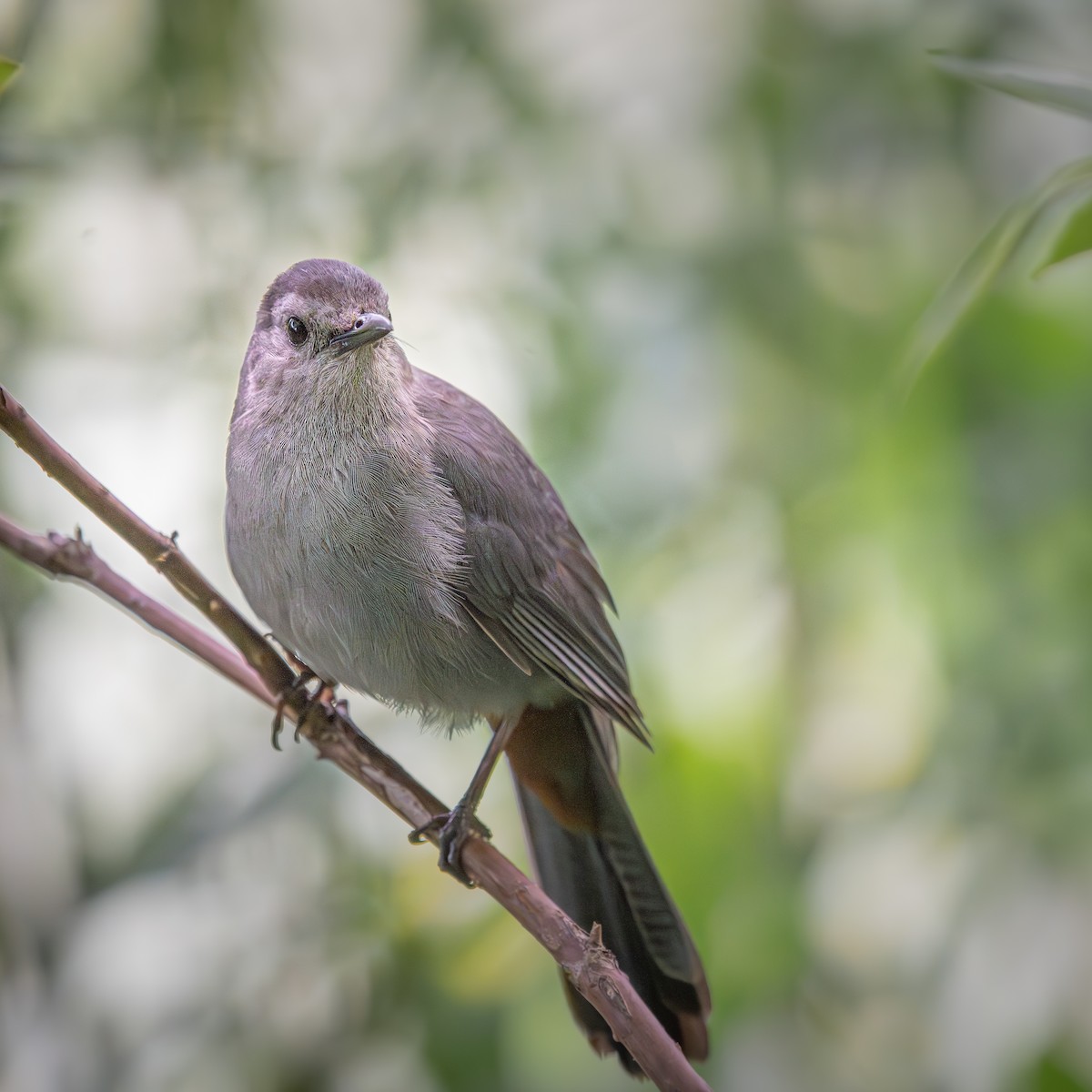 Moqueur chat - ML645012448