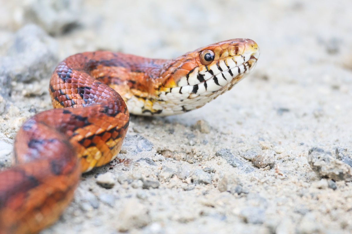 Corn Snake - ML645012455