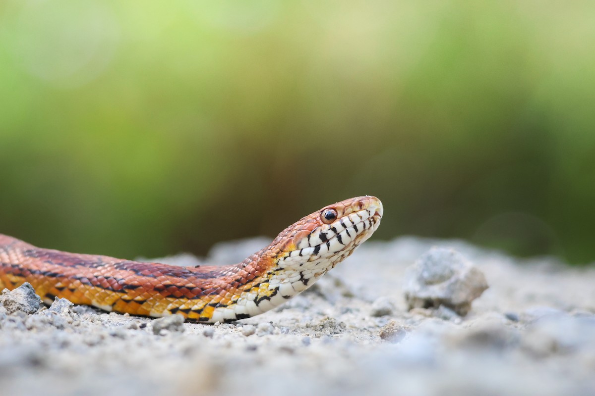 Corn Snake - ML645012456