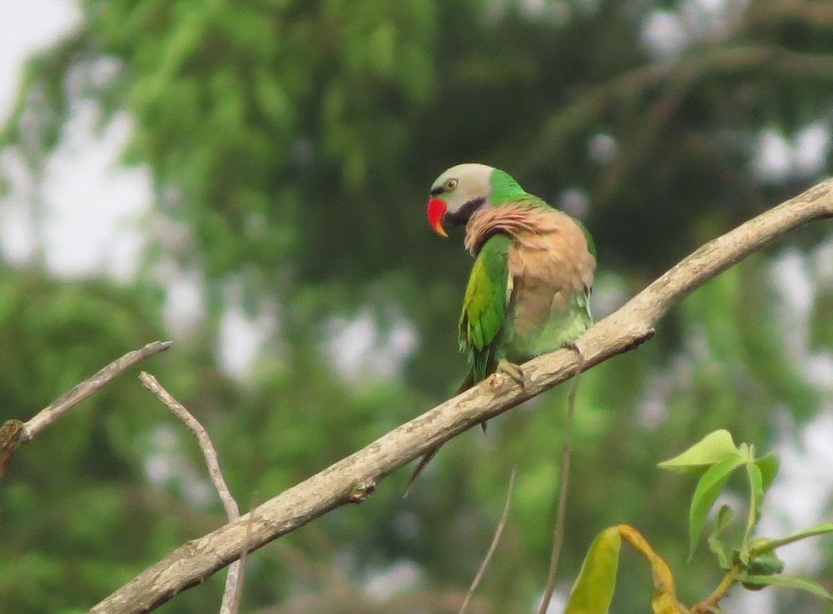 Red-breasted Parakeet - ML645012458