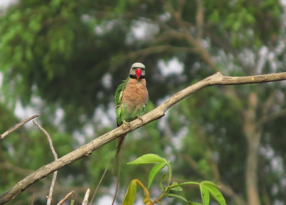 Red-breasted Parakeet - ML645012459