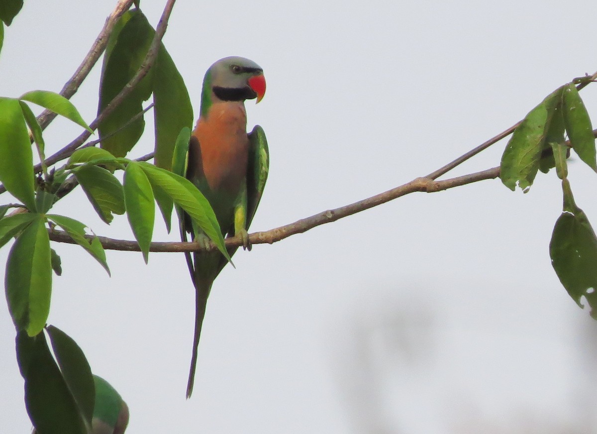 Red-breasted Parakeet - ML645012460