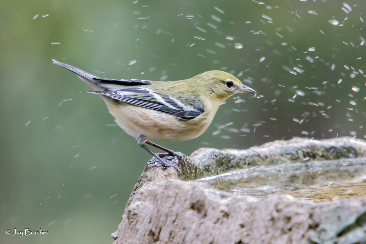 Bay-breasted Warbler - ML645012468