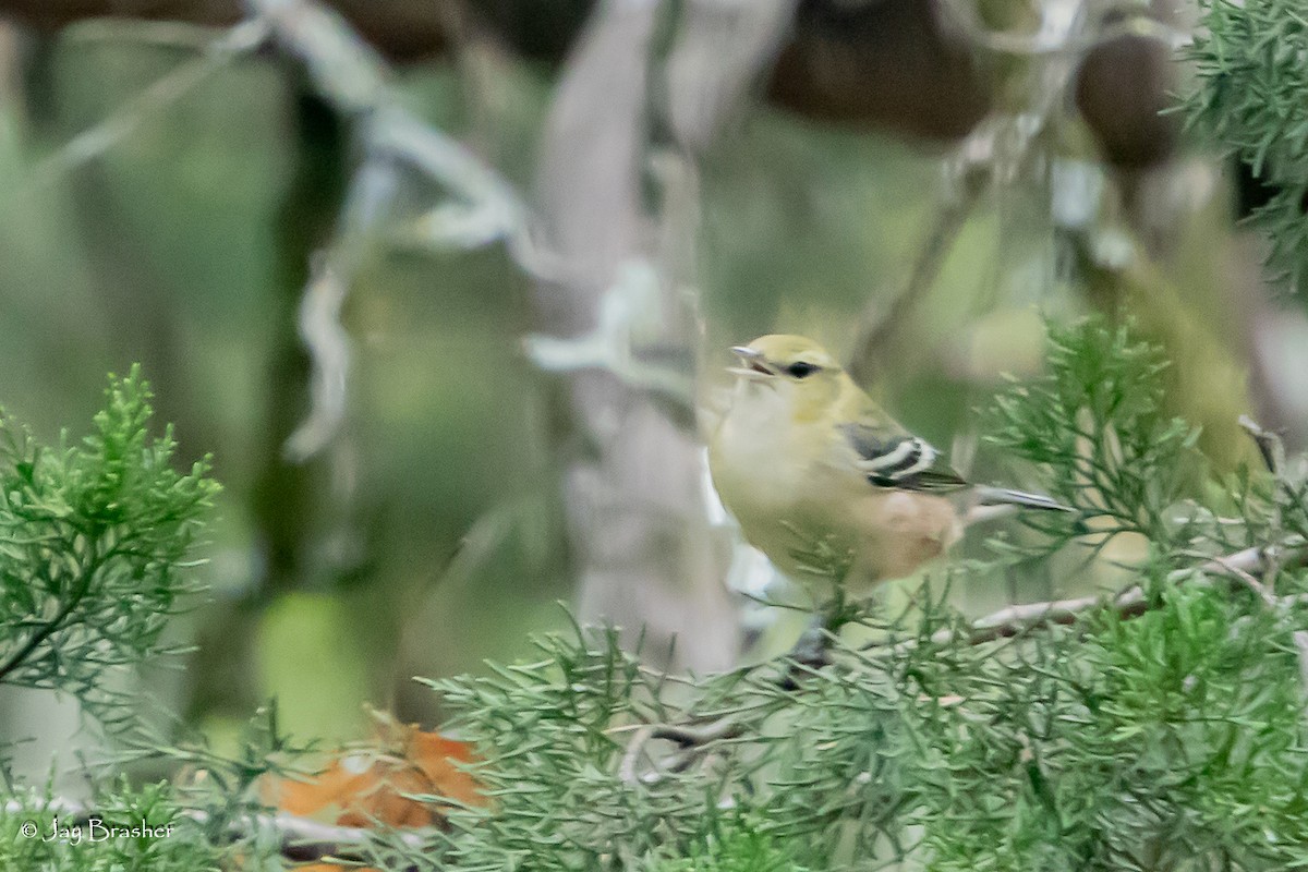Bay-breasted Warbler - ML645012470