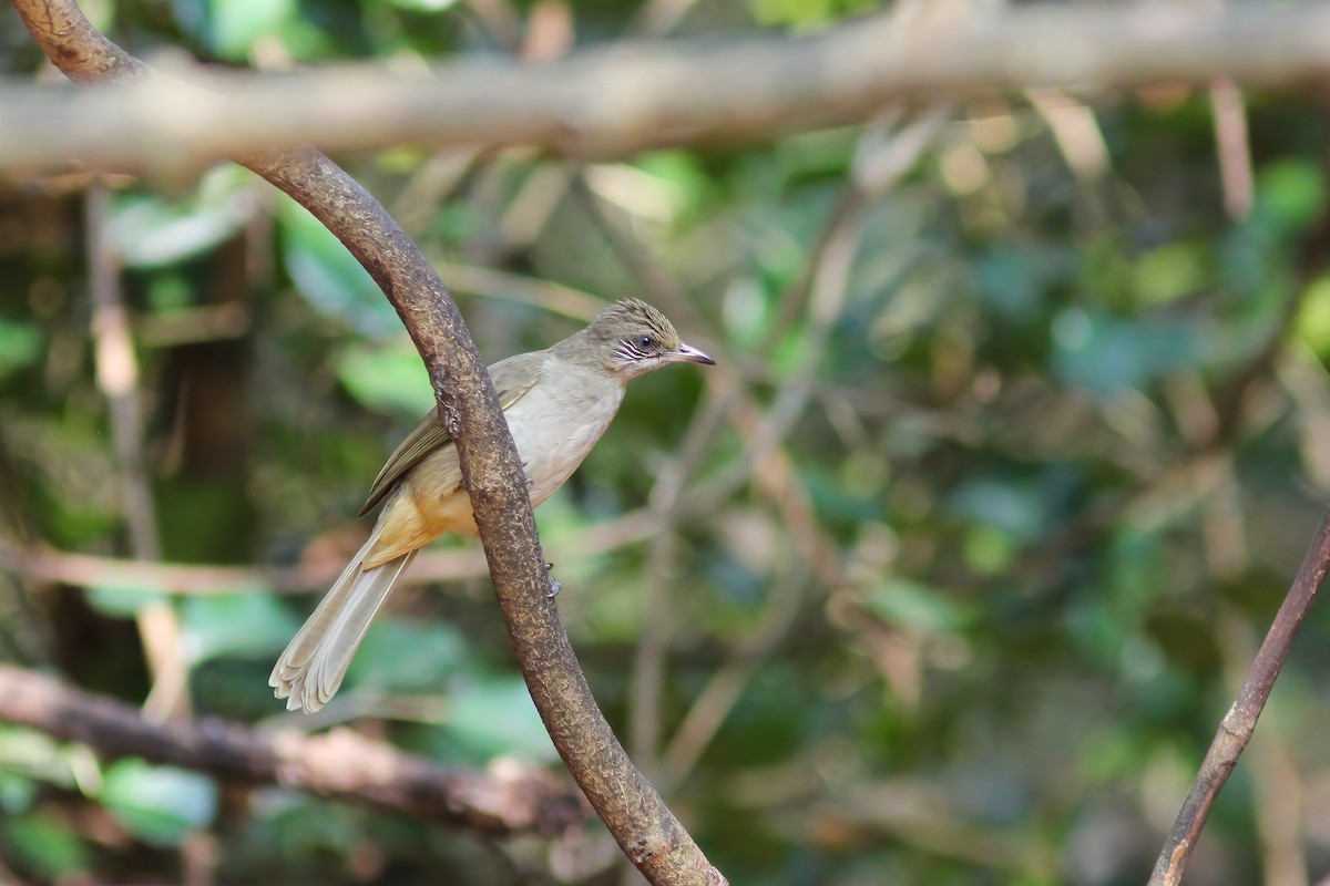 Streak-eared Bulbul - ML645012473