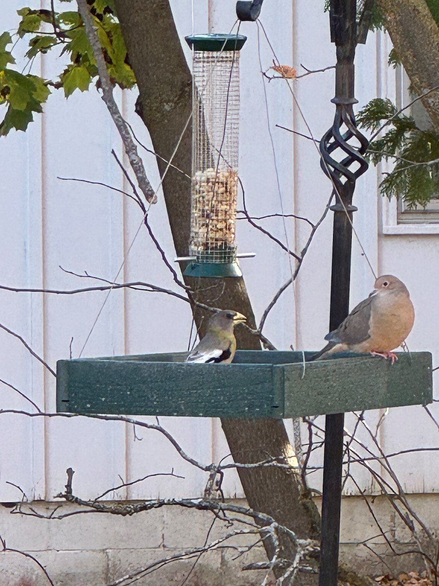 Evening Grosbeak - ML645012483