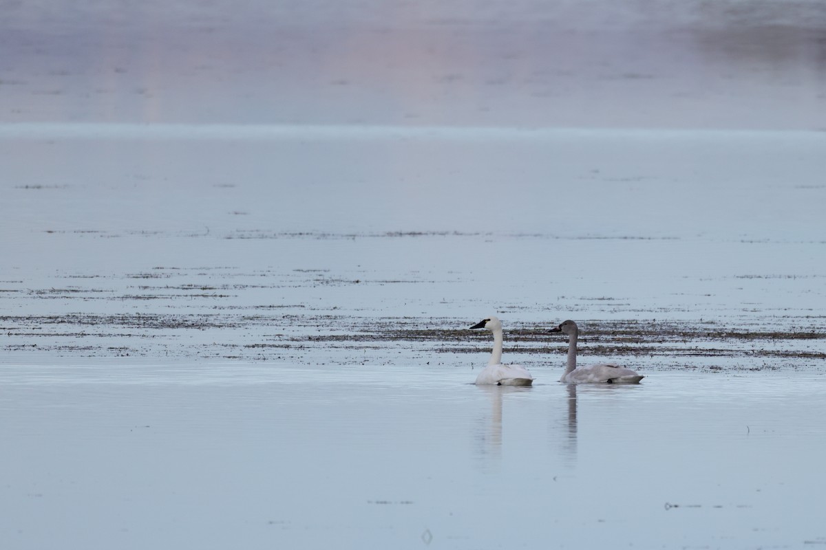 Tundra Swan - ML645012490