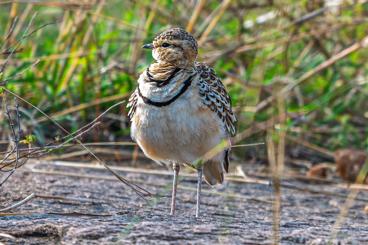 Double-banded Courser - ML645012502