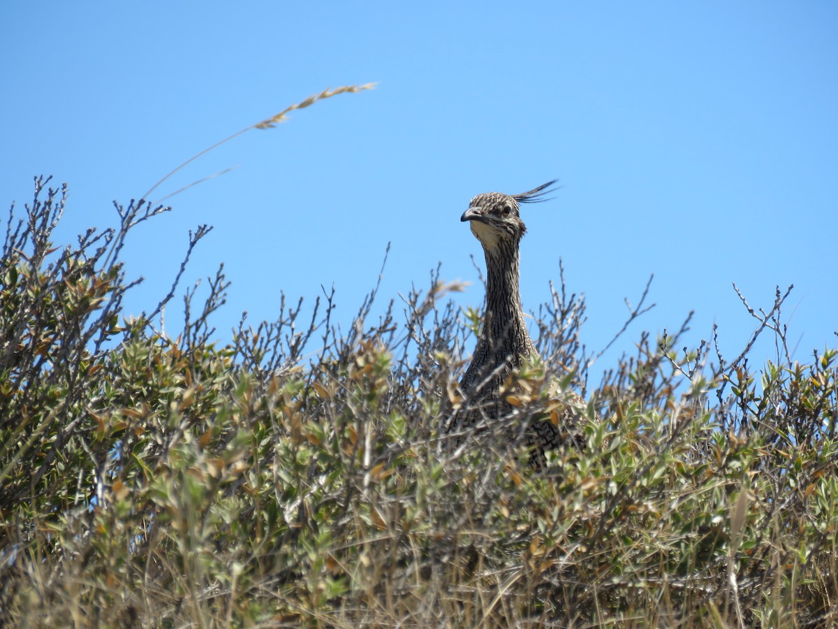 Elegant Crested-Tinamou - ML645012516