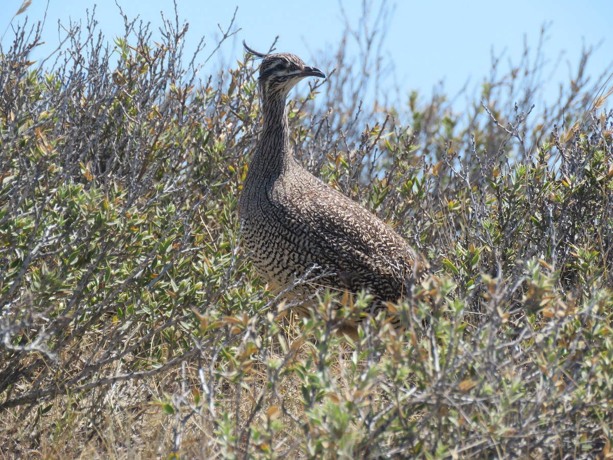 Elegant Crested-Tinamou - ML645012517