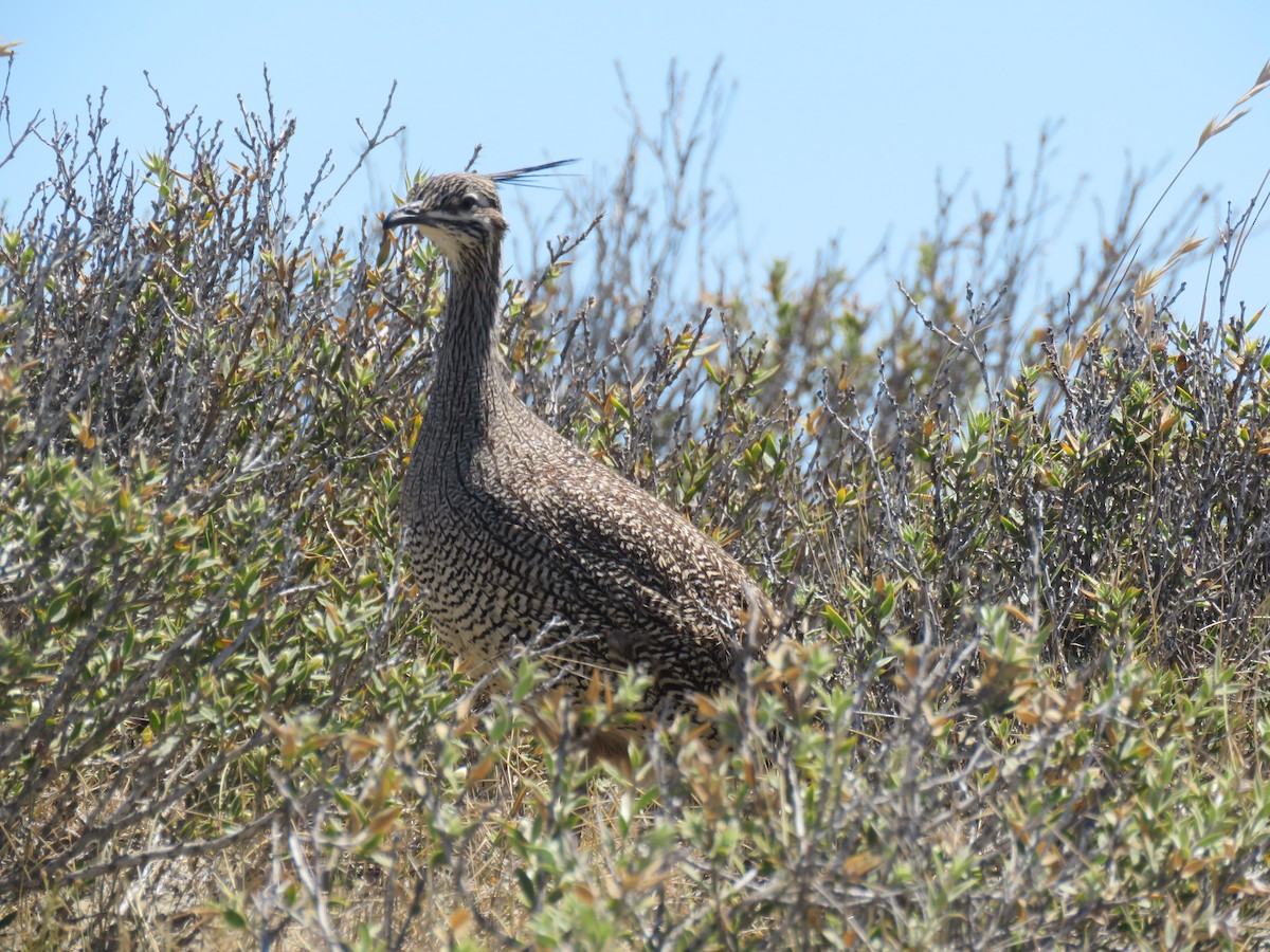 Elegant Crested-Tinamou - ML645012518