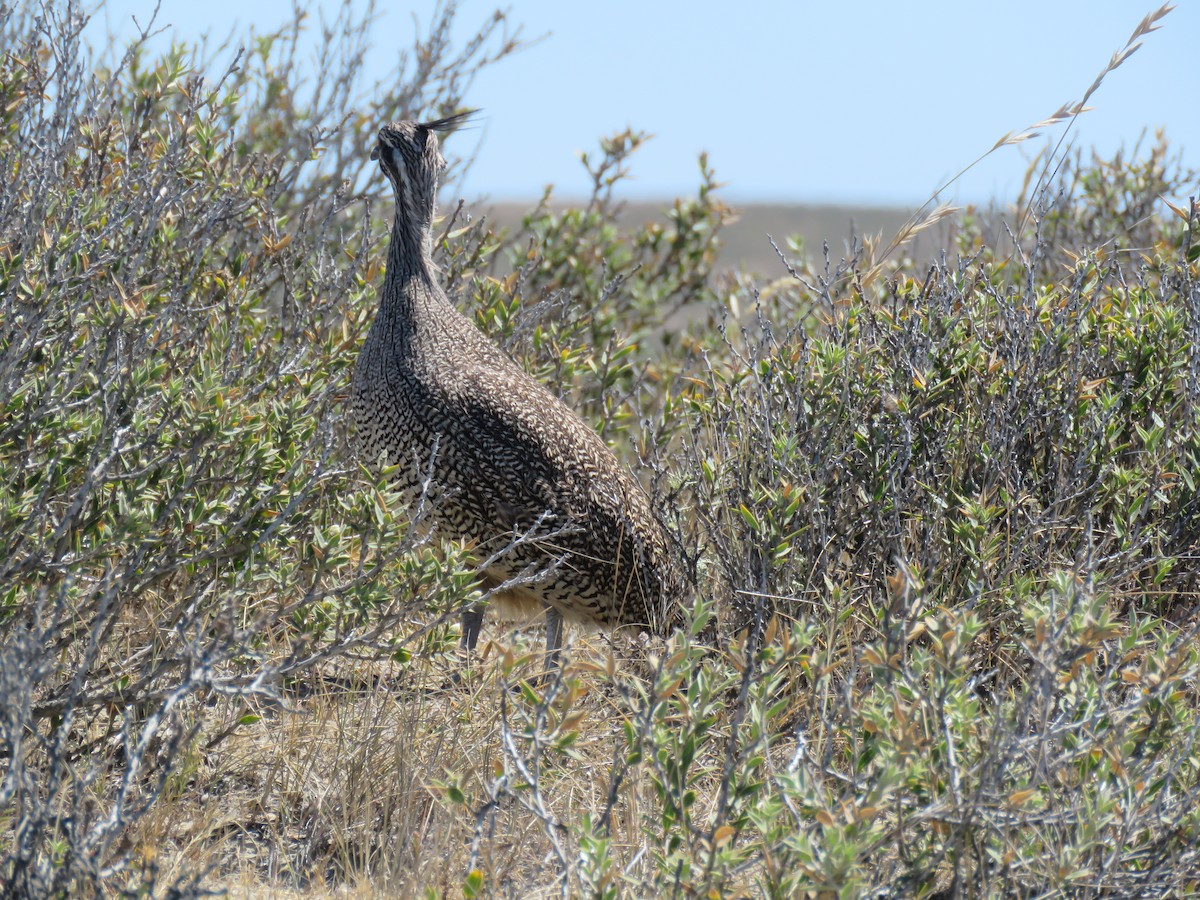 Elegant Crested-Tinamou - ML645012522