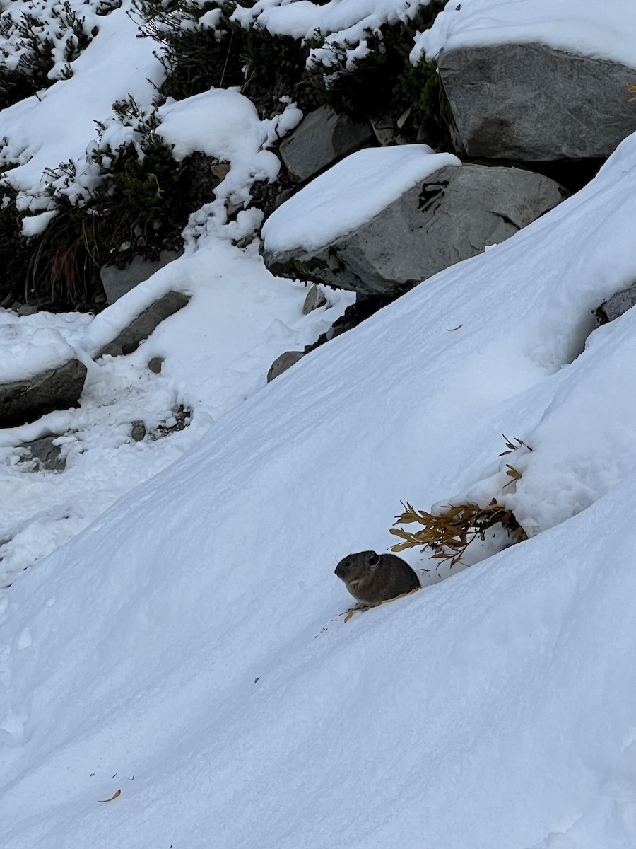 動物界 - ML645012524