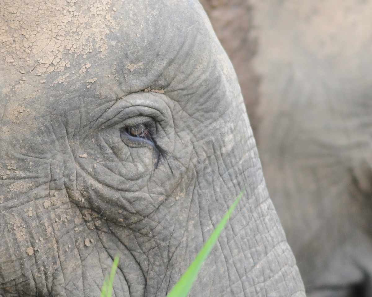 Bornean Elephant - ML645012541