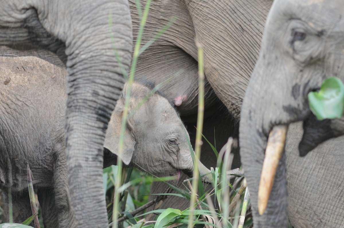 Bornean Elephant - ML645012542