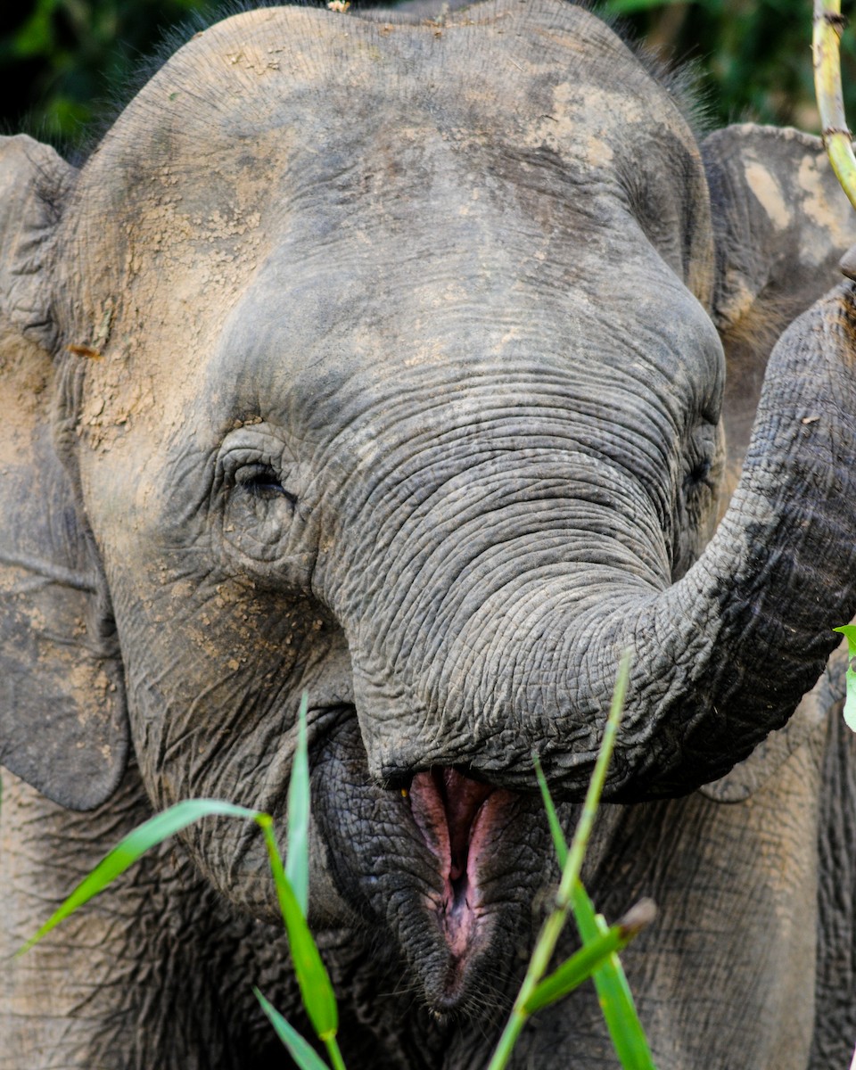 Bornean Elephant - ML645012543