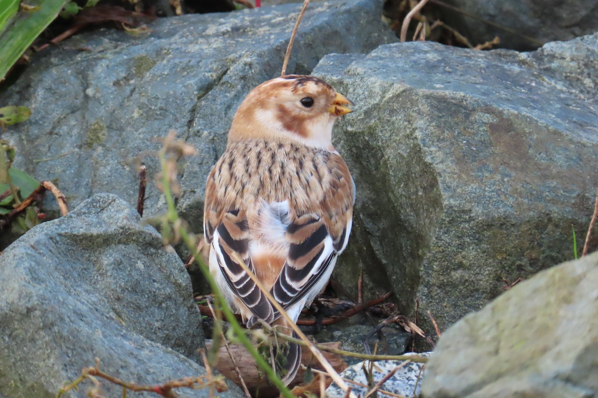 ユキホオジロ - ML645012562