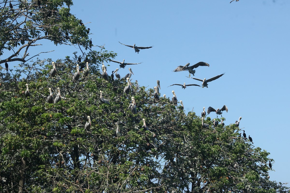 Brown Pelican - ML645012569