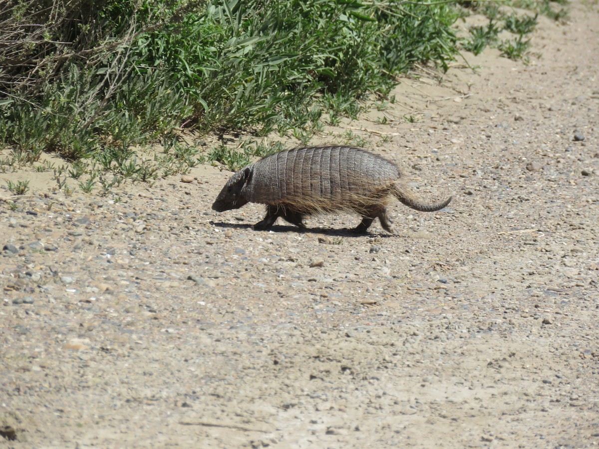 動物界 - ML645012583