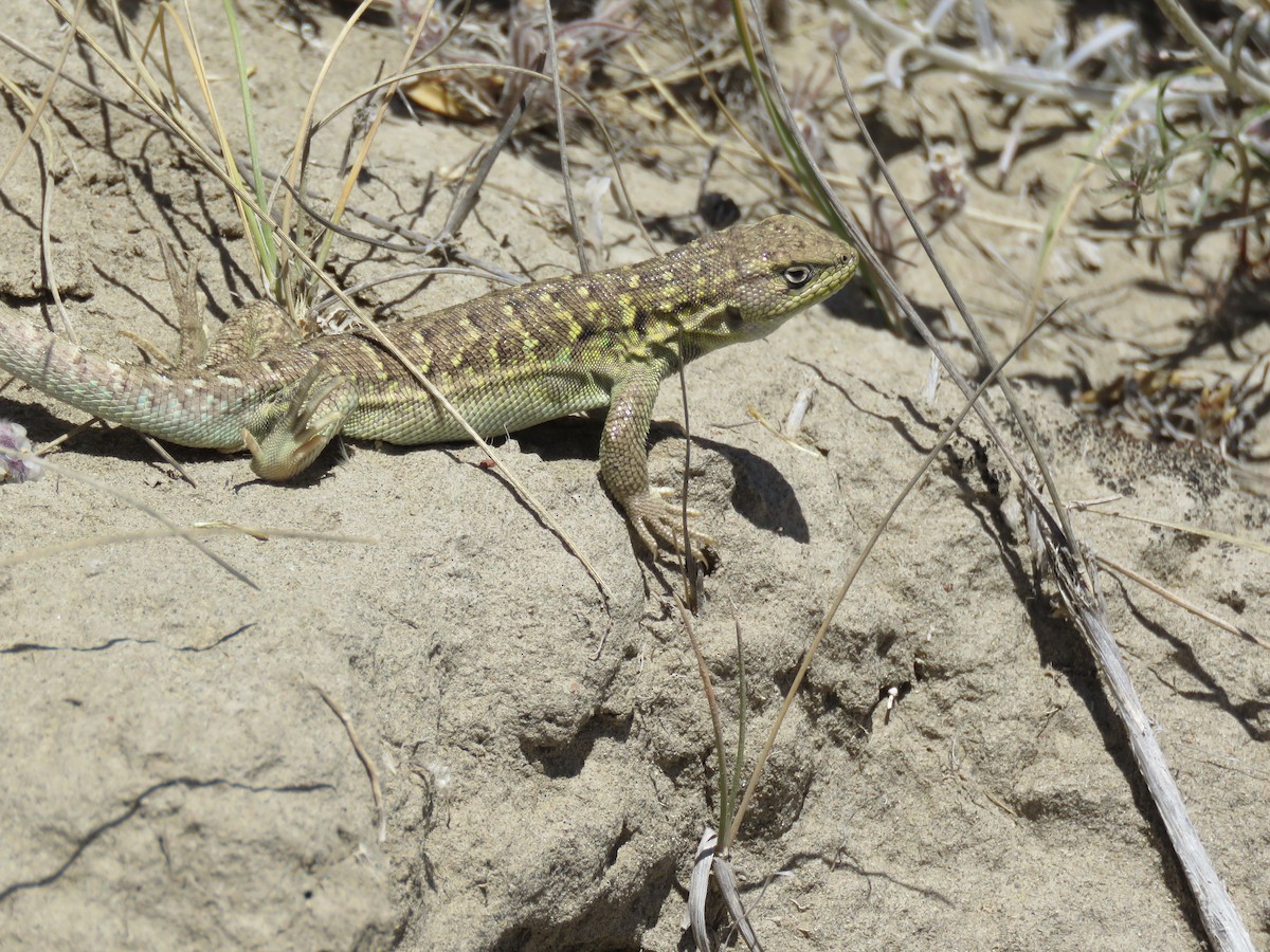 動物界 - ML645012584