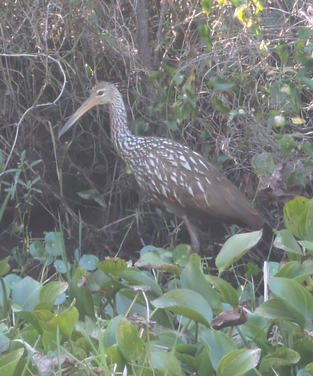 Limpkin - ML645012585