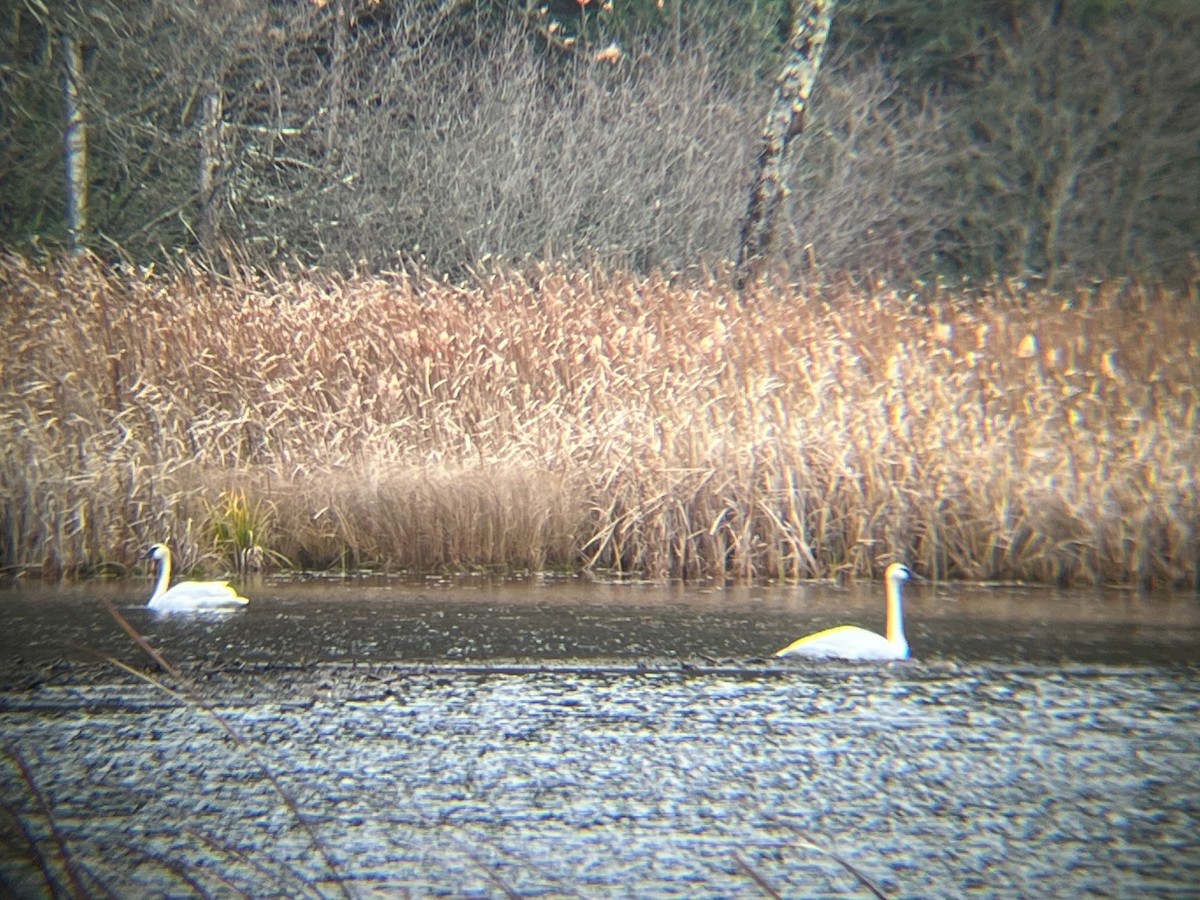 Trumpeter Swan - ML645012610