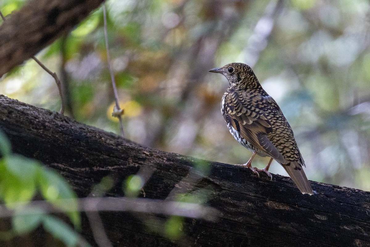 White's Thrush - ML645012621