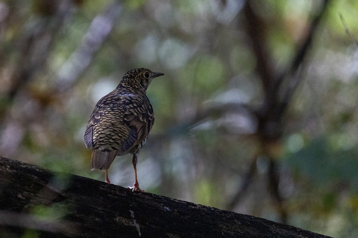 White's Thrush - ML645012622