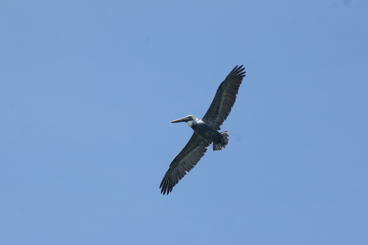 Brown Pelican - ML645012628
