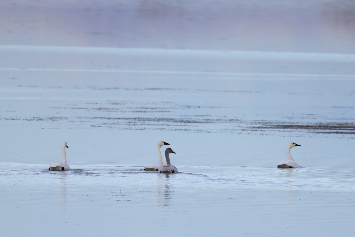 Tundra Swan - ML645012631