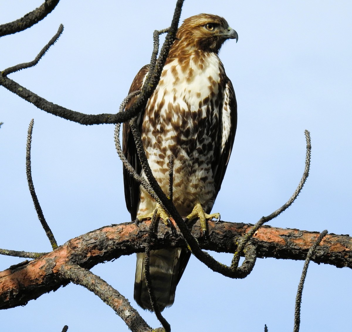 Red-tailed Hawk - ML645012634