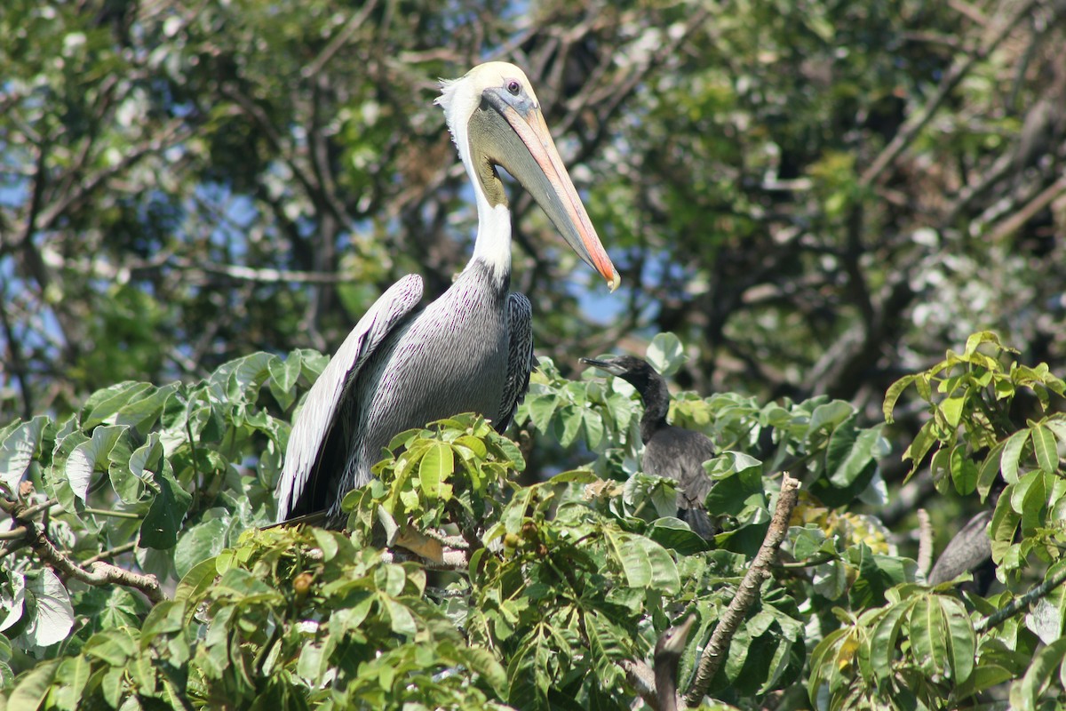 Brown Pelican - ML645012652