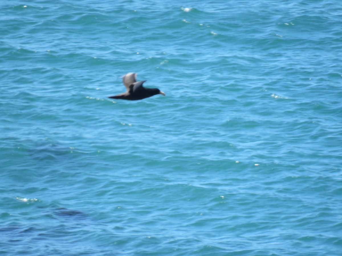 Southern/Northern Giant-Petrel - ML645012670