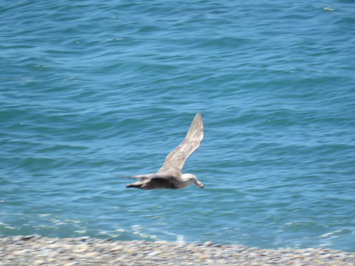 Southern/Northern Giant-Petrel - ML645012671