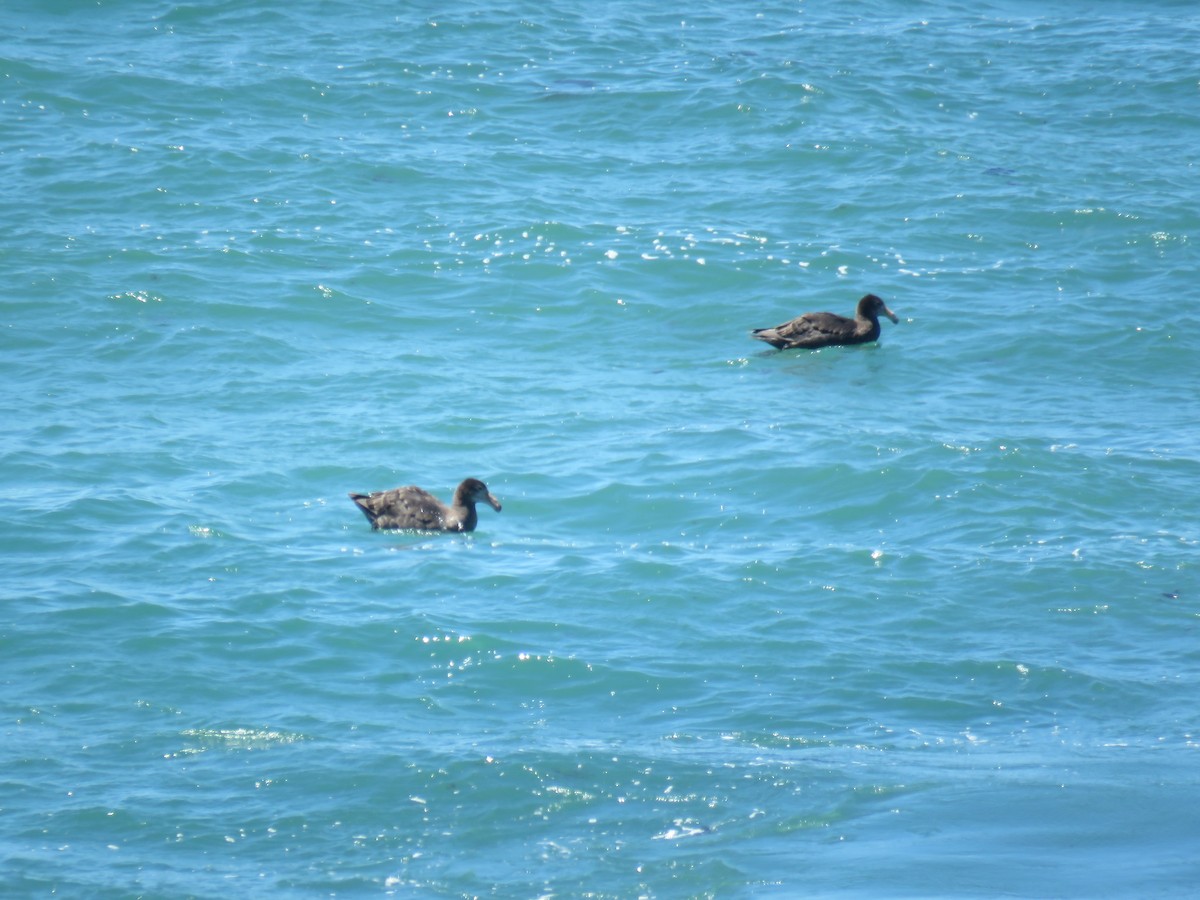 Southern/Northern Giant-Petrel - ML645012672
