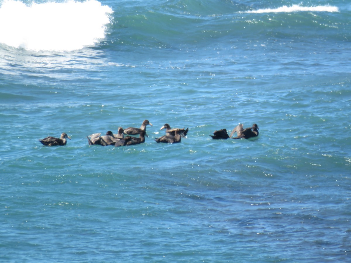 Southern/Northern Giant-Petrel - ML645012673
