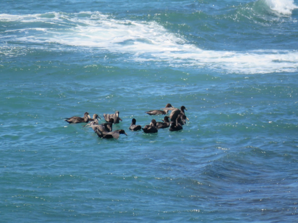 Southern/Northern Giant-Petrel - ML645012674
