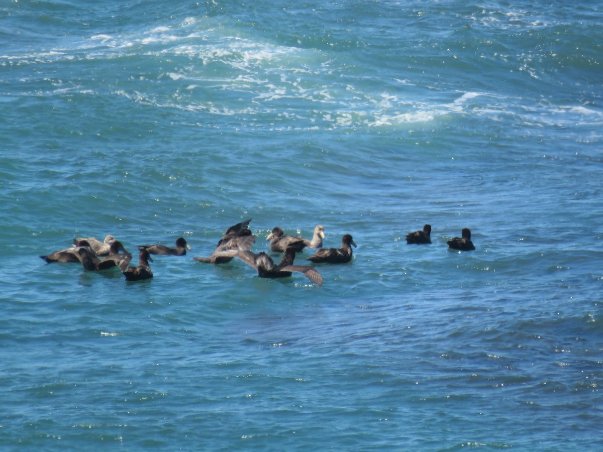 Southern/Northern Giant-Petrel - ML645012675