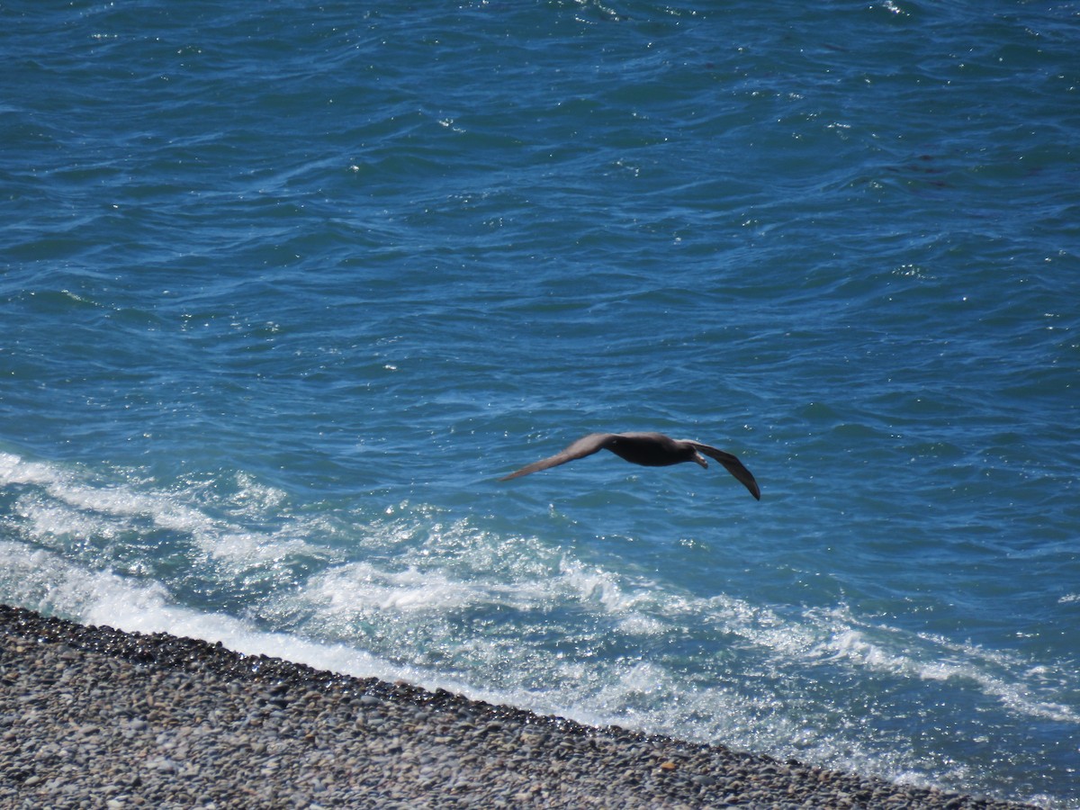 Southern/Northern Giant-Petrel - ML645012677