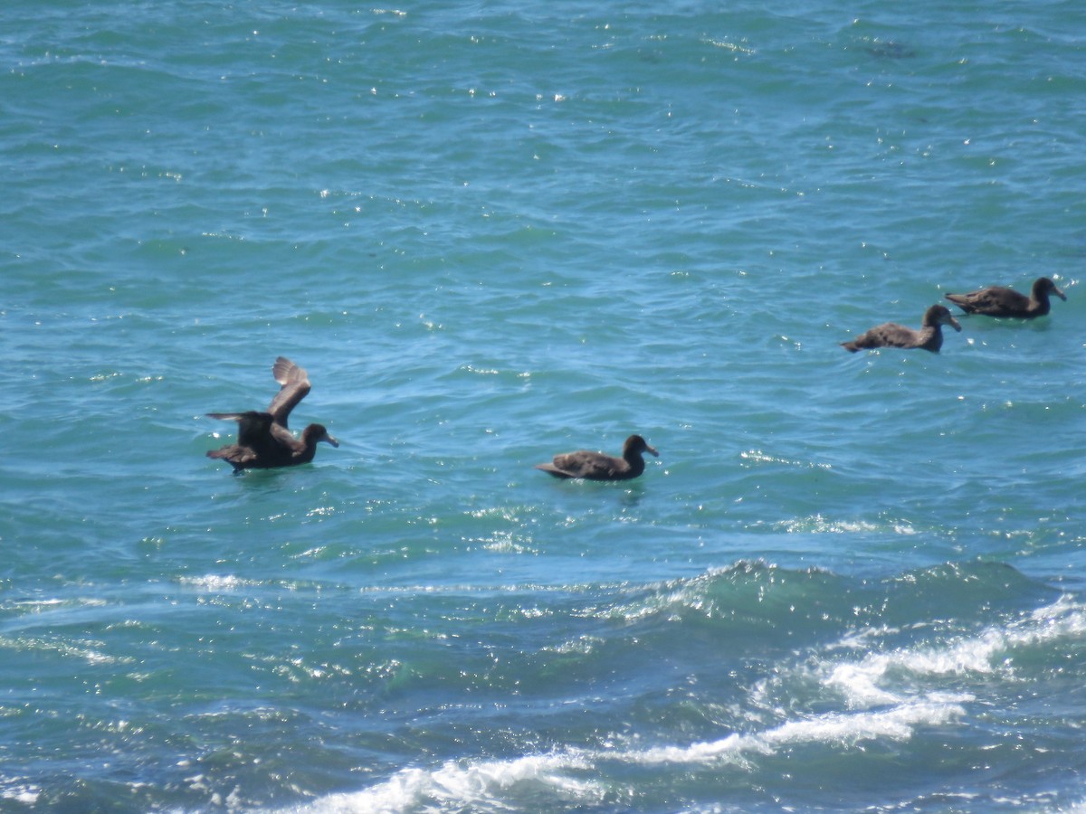 Southern/Northern Giant-Petrel - ML645012678